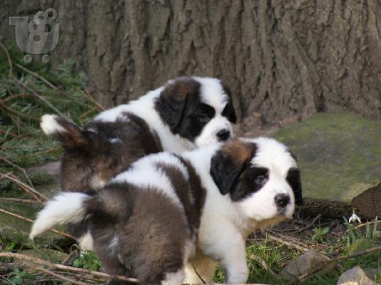Διαθέσιμα κουτάβια Saint Bernard